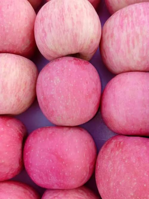 探秘烏蘭浩特市森發(fā)農(nóng)副產(chǎn)品小胖水果批發(fā)部——新鮮水果批發(fā)的品質(zhì)之選